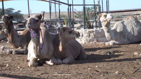 Gruppe-Weißer-Kamele-Sitzen-Und-Kauen-Auf-Dem-Boden-Um-Eine-Steinmauer-Herum,-Tageswüste