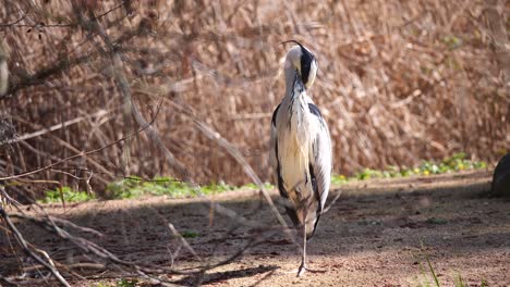 Slow-motion-of-wild-Gray-Heron-outdoors-between-forest-trees-in-summer---close-up