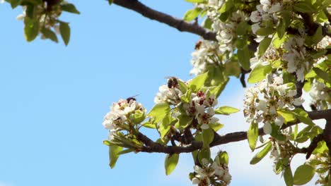 Gruppe-Von-Bienen,-Die-An-Einem-Klaren-Sommertag-Ohne-Wolken-Einige-Schöne-Weiße-Blumen-Bestäuben