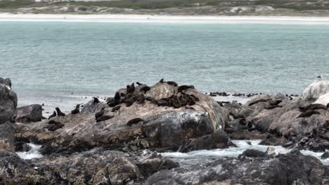 Drone-parallax-shot-of-Brown-fur-seals-sunbathing-on-Atlantic-coastal-rocks