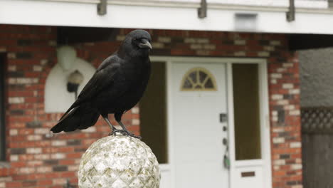 A-crow-sitting-on-a-pedestal-and-flying-away,-in-slow-motion
