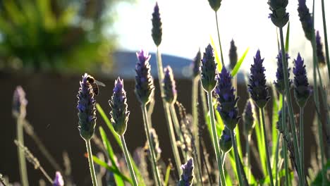 Backlit-slow-motion-shot-of-a-bee-on-a-lavender-plant,-Handheld