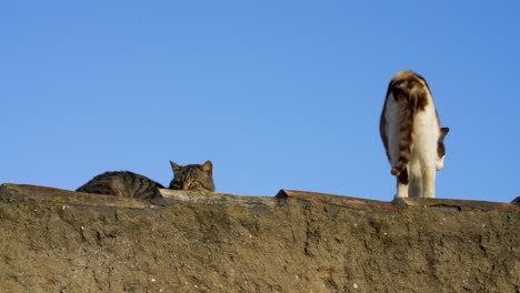 Two-cats-together-on-top-of-wall,-one-stretch