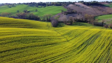 Szenische-Gelbe-Luftansicht-Des-Blühenden-Rapssamenfeldes-Mit-Sonnenschein-In-Der-Abgelegenen-Natürlichen-Landschaft-Der-Italienischen-Hügel