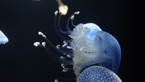 Close-up-shot-of-White-Spotted-Jellyfish-family-swimming-in-clear-water-lighting-by-sun