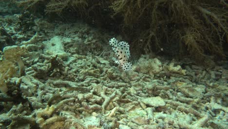 juvenile-barramundi-on-rubble-reef