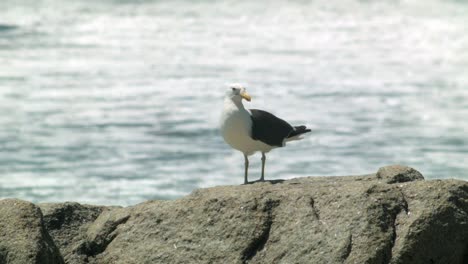 Seagull-Perched-on-Rock-on-the-Beach,-Blurry-Ocean-Waves-in-Background