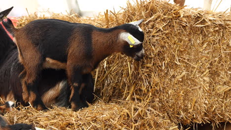 Slow-motion-shot-of-cute-brown-Baby-Goat-in-stable-eating-fresh-straw,close-up-shot
