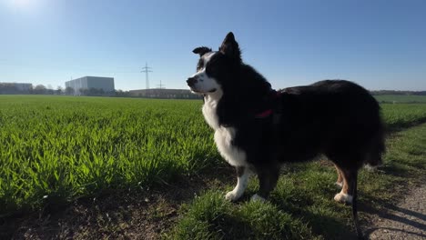 Medium-wide-shot-of-a-dog-panting-and-looking-around-on-a-sunny-spring-morning