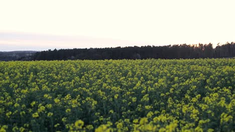 A-vast-blooming-rapeseed-field-at-sunset-in-Hesse,-Germany