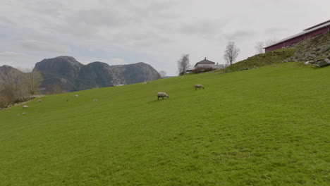Aerial-of-sheep-farming-in-Norway