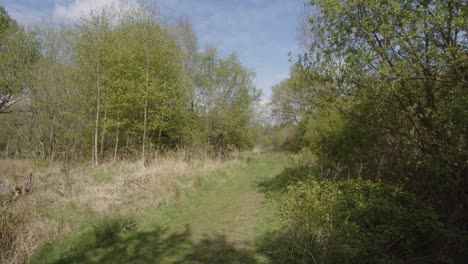 Spring-woodland-meadow-track-with-tree-to-the-side,-wide-shot