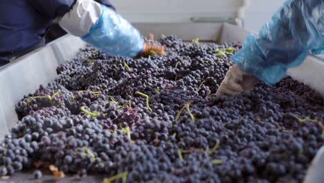 Sorting-machine-with-grapes-being-cleaned-by-two-people,-harvest-time