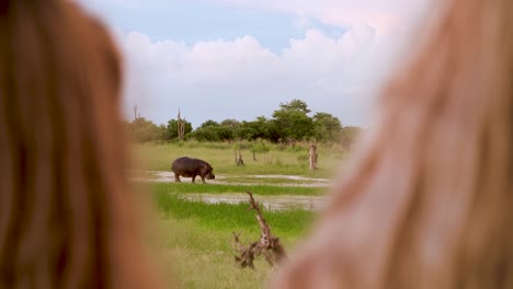 Large-hippopotamus-walking-on-the-African-savanna-in-Botswana