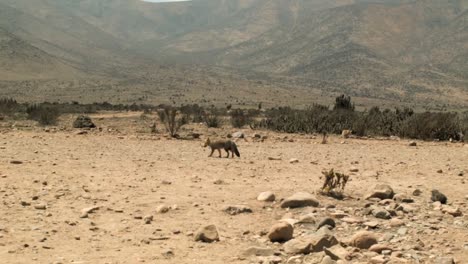 Südamerikanischer-Graufuchs,-Der-An-Einem-Sonnigen-Tag-In-Der-Wüste-Von-Atacama-In-Chile-Umherstreift