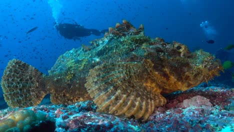 scorpionfish-with-diver-in-the-background