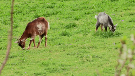 Un-Par-De-Cabras-Comiendo-En-Un-Campo-Verde