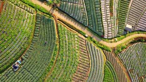 Aerial-flyover-beautiful-vegetable-plantation-in-different-colors-and-pattern-during-sunny-day---Central-Java,MOunt-Sumbing