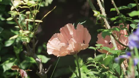 A-pale-pink-poppy-where-a-bee-reveals-itself-from-within-the-flower,-slow-motion