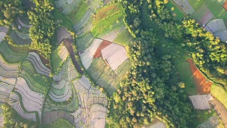 Aerial-flyover-beautiful-vegetable-plantation-in-different-colors-and-pattern-during-sunny-day---Central-Java,MOunt-Sumbing