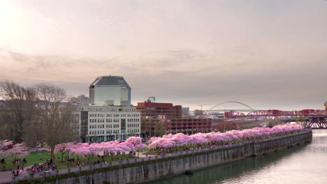 Sunset-skyline-pan-of-downtown-waterfront-lined-with-cherry-blossoms-in-Spring