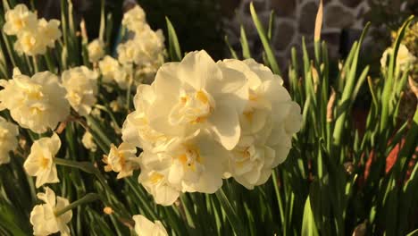 Flores-Blancas-En-El-Jardín-Que-Sopla-En-La-Brisa