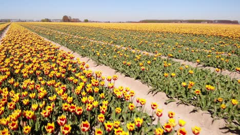 Aerial-Low-Flying-Over-Rows-Of-Red-Yellow-Tulips-Off-Into-Horizon-At-Hoeksche-Waard