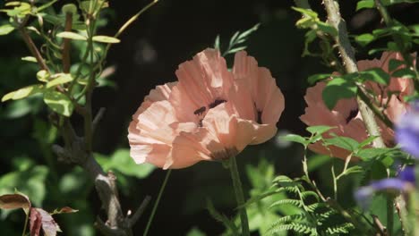Bee-Lands-On-Pink-Poppy-Flower-Attracted-By-Its-Sweet-Nectar,-Slow-Motion