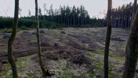 Aerial-view-green-trees-and-burnt-fields,-After-the-fire,-the-ground-is-covered-with-a-black-layer-of-burning-and-ash