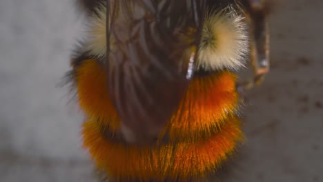 Mason-Bee-cleaning-its-abdomen