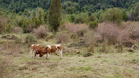 Mano-De-Dos-Terneros-Acariciándose-En-El-Parque-Nacional-Hornopirén,-Hualaihue,-Chile