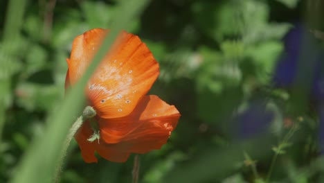 Sunlit-Orange-Poppy-Swaying-In-Slow-Motion-In-The-Garden
