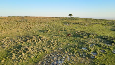 Foal-And-Horses-Grazing-In-Field-On-Clear-Day,-Aerial-Dolly-In