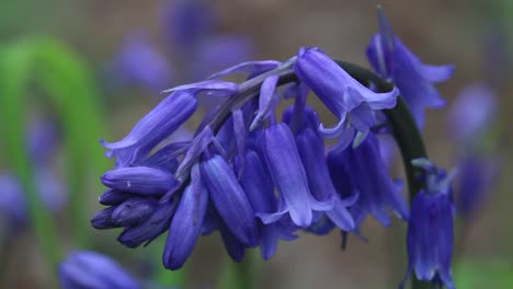 Closeup-of-Bluebell-Flowers,-Hyacinthoides-non-scripta.-Spring.-UK