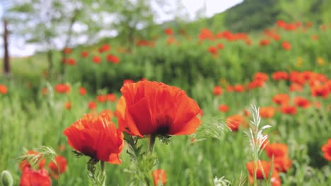 Close-Up-of-Red-Poppy-Flowers-in-Large-Field-1080p-60fps