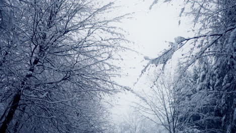 Gehen-Auf-Winterwald-Mit-Blattlosen-Ästen,-Die-Mit-Schnee-Bedeckt-Sind
