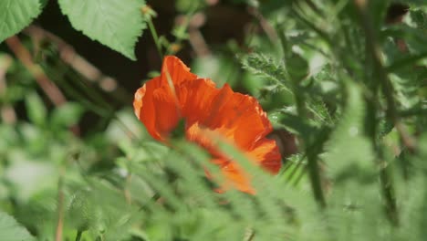 Bee-Circling-And-Landing-On-Bright-Orange-Poppy-Hidden-In-Greenery,-Slow-Motion