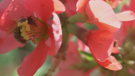 Biene-Beschäftigt-Sich-Intensiv-Mit-Dem-Trinken-Von-Nektar-Aus-Japanischer-Quittenblüte,-Zeitlupe