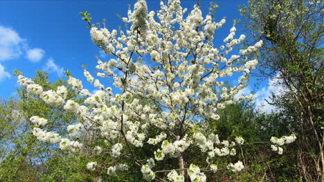 Shot-with-approaching-to-a-blossoming-cherry-tree-in-spring,-full-of-white-flowers-and-stoping-with-a-close-up-shot