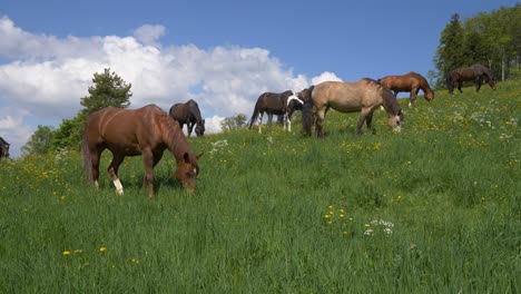 Family-of-brown-and-black-horses-grazing-on-grassy-mountain-during-sunny-day-in-Switzerland---slow-motion