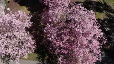 Descending-overhead-aerial-over-blooming-Japanese-Sakura-Cherry-blossom-tree
