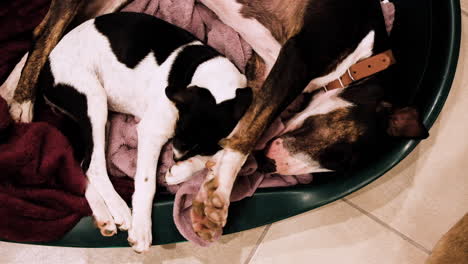 Two-adorable-dogs-sharing-a-basket-for-a-nap
