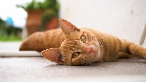 Entzückende-Orange-Gestromte-Katze,-Die-Auf-Dem-Boden-Liegt-Und-Die-Kamera-Anschaut