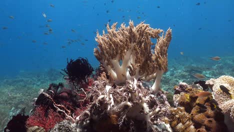 Arrecife-De-Coral-Blando-En-Raja-Ampat