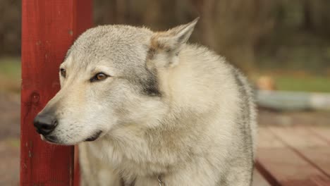 Mascota-Lobo-Retrato-Domesticado-Peludo-Majestuoso-Pedigrí-Perro-Entrenado-Calma-Animal