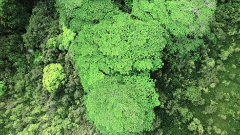 Exuberante-Selva-Tropical-Verde,-Biodiversidad,-Global,-Cambio-Climático,-Sumidero-De-Carbono,-Aéreo-De-Arriba-Hacia-Abajo