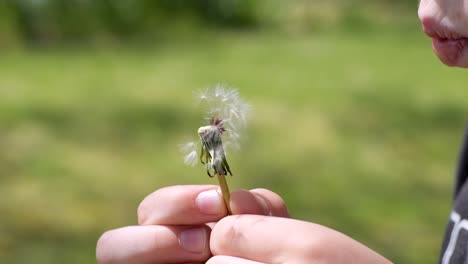 SLO-MO:-Close-up-of-a-young-Caucasian-boy-blowing-the-last-of-a-dandelion-in-a-sunny-green-lawn