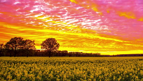Zeitraffer-Des-Sonnenuntergangs-Am-Abend-Mit-Buntem-Himmel,-Der-über-Einem-Leuchtend-Gelben-Rapsfeld-Leuchtet