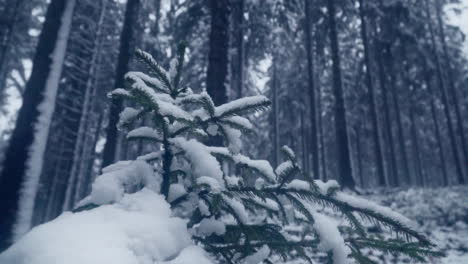 Snow-Blanket-Fir-Needles-In-Dense-Winter-Forest