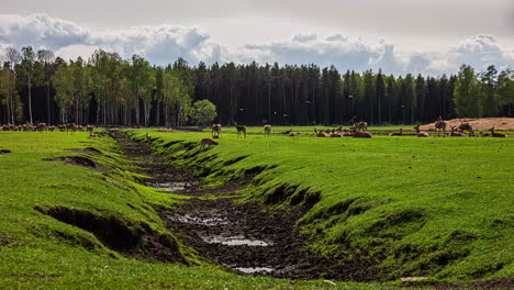 Static-shot-of-herd-of-reindeer-deer-grazing-in-timelapse-along-the-farmland-on-the-outskirts-of-a-forest-during-springtime